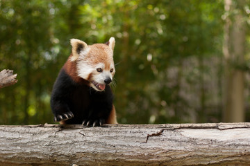 Red Panda portrait