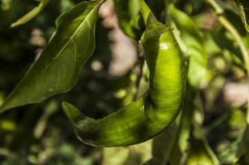 grüne Paprika im Garten