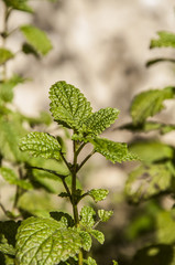 Zitronenmelisse im Garten