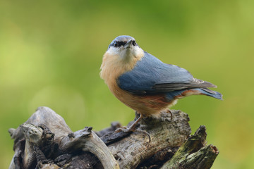 Vögel 51