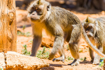 Little Monkey, Spain