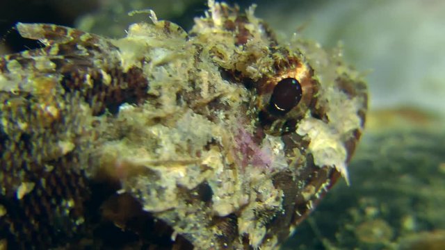 Black scorpionfish (Scorpaena porcus), close-up.
