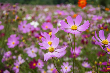 The blossoming galsand flowers closeup in garden
