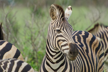 Adult Zebra portrait