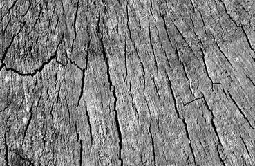 Old tree cut texture in black and white