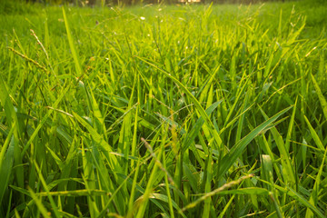 Obraz premium Green nature botanic fresh grass background