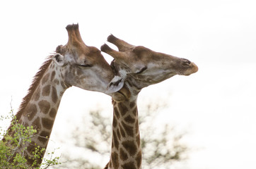 Giraffe Affection