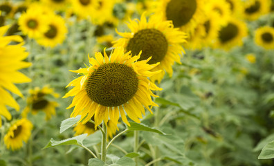 Sunflowers