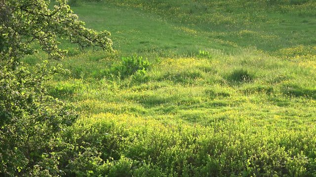Summer meadow (4K footage) for use as background or as ambient clip