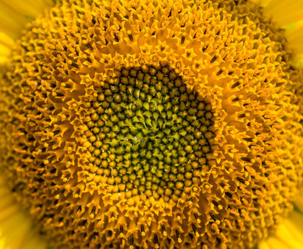 Field of Sunflowers (close-up shot)