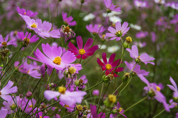 Obraz premium The blossoming galsand flowers closeup in garden