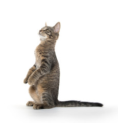 Fototapeta premium Cute tabby kitten on hind legs