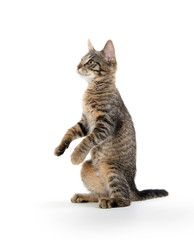 Cute tabby kitten on hind legs
