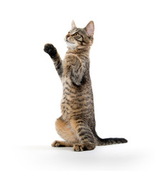 Cute tabby kitten on hind legs