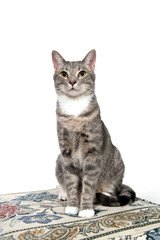 Cute adult cat on white