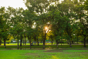 Obraz premium Green grass field with tree in the city park