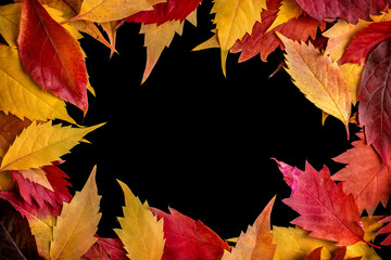 Naklejka na ściany i meble Colorful autumn leaves border isolated on black.