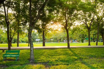 Obraz premium Green grass field with tree in the city park