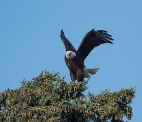 Bald eagle in a tree