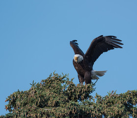 Bald eagle in a tree