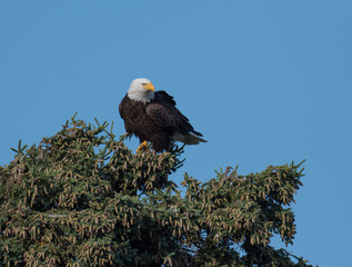 Bald eagle in a tree