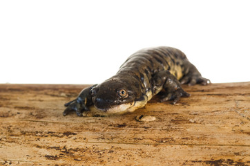 Tiger Salamander Portrait