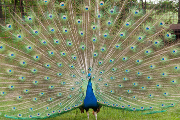 Male Peacock Presenting up close