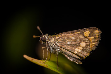 Small brown moth on a leaf
