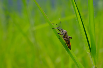 Stink bug resting on grass