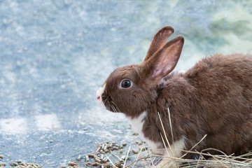 rabbit