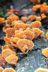 Yellow fungi in forest soft focus