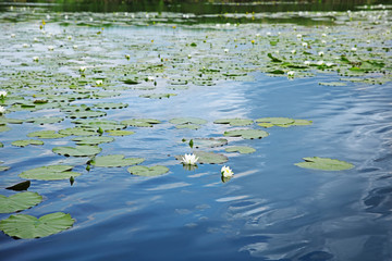 Beautiful river landscape with waterlilies on water