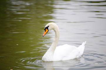 лебедь белый