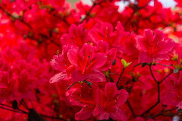 Obraz na płótnie Canvas Red Blossoms #1
