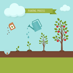 Planting process infographic. Growth stages. Steps of plant growth. Flat design, vector illustration.
