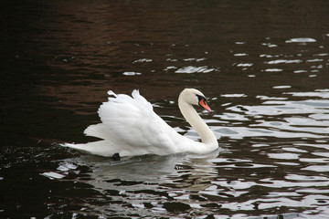 White Swan