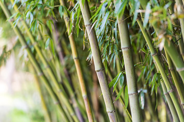 Bamboo trees in Korea - Asian landscape