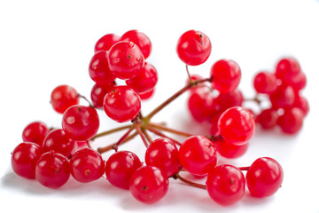 Cluster of red berries of guelder rose isolated