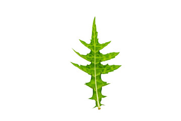 Close up green leaf of  Sea holly ( Acanthus ebracteatus)   isolated on white.Saved with clipping path.