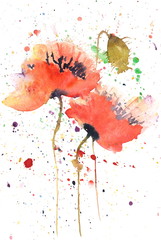 Red Poppy, poppy painting, watercolor painting - 122862173