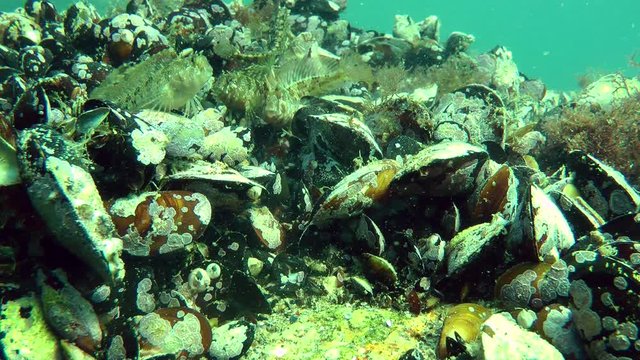 Several marine fish Tentacled blenny (Parablennius tentacularis) among the mussel shells.
