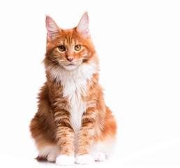 Portrait of domestic red Maine Coon kitten - 8 months old. Cute young cat sitting in front and...