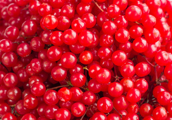 Red bright and juicy berries of guelder rose
