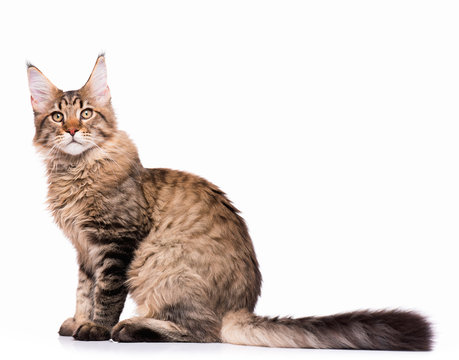 Portrait of domestic black tabby Maine Coon kitten - 5 months old. Cute young cat sitting and looking at camera. Adorable kitty isolated on white background.