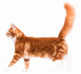 Portrait of domestic red  Maine Coon kitten - 8 months old. Cute young cat isolated on white...