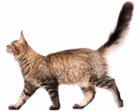 Portrait of domestic black tabby Maine Coon kitten - 5 months old. Cute young cat isolated on white background. Side view of a curious young striped kitty walking.