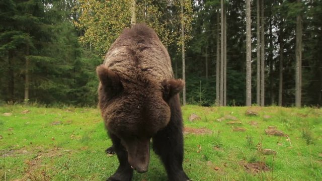 Big brown bear stands on a green glade in the forest (1080p 25 fps; handle; canon 7d Mark II, Sigma 10-20)