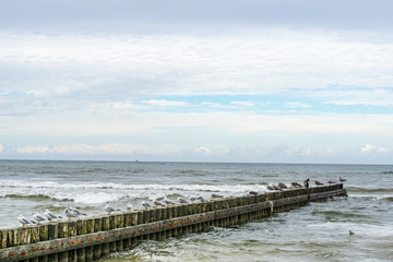 Seagaulls sitting on breakwater structure on the seashore