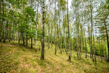 Early autumn forest, landscape, autumn birch trees with fallen l