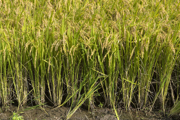 Obraz premium Autumn rice field in Korea